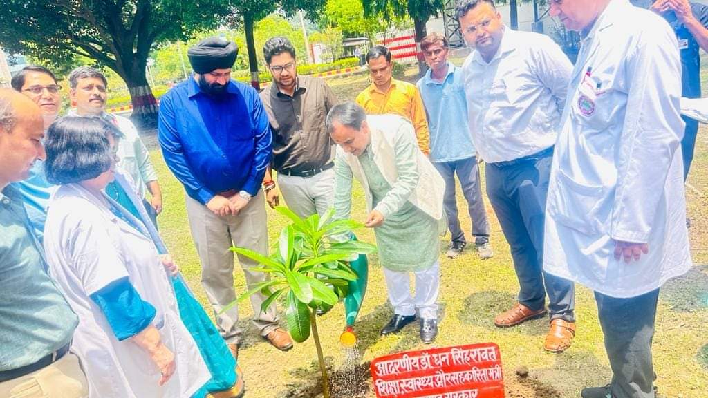 plant saplings on Harela